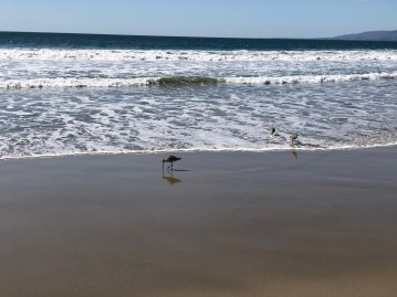 Marbled Godwits on Santa Monica Beach